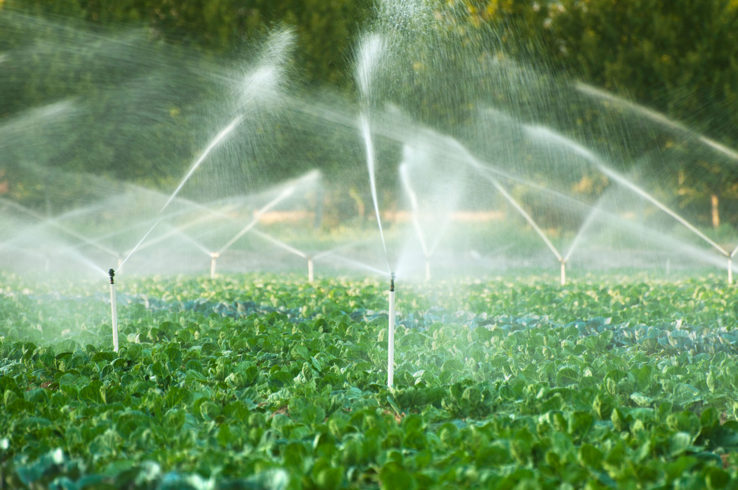 Irrigation systems in a green vegetable garden