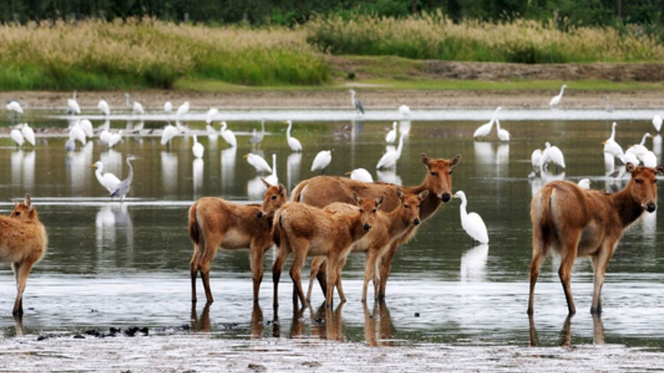 An Integrated Approach to Preserving the Wetlands of the PRC