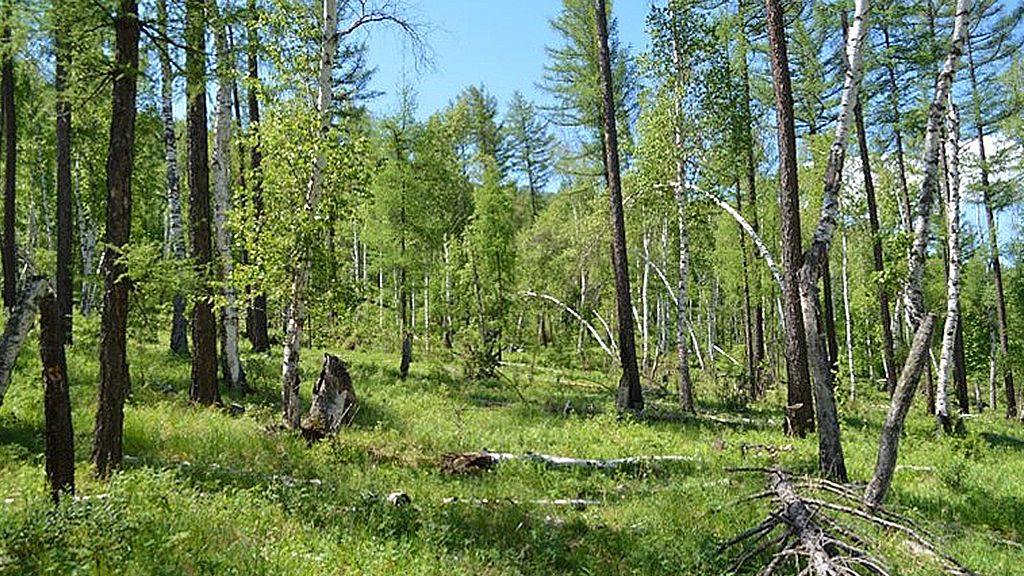 Boreal forests cover 14.2 million hectares or nine percent of Mongolia.