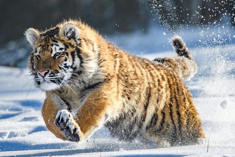 The Year of the Tiger: How the PRC Revives the Population of An Endangered Feline