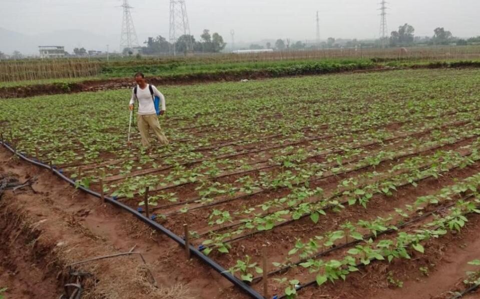A Sustainable Model for Water-Saving Irrigation in Yuanmou County