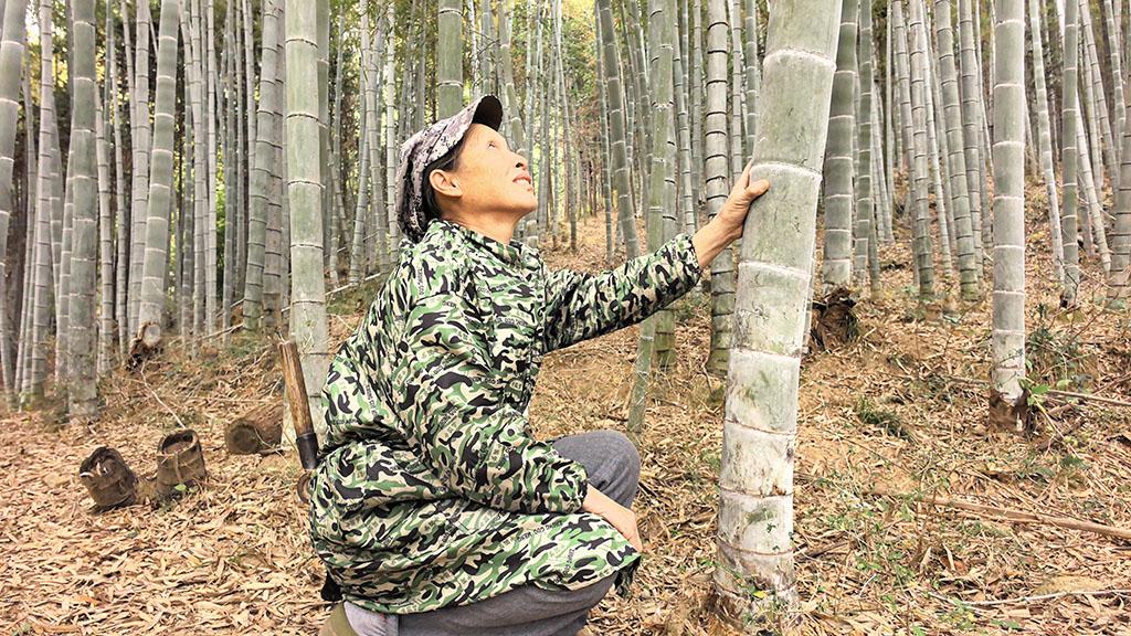 ADB, Luli Wood Sign Green Loan to Advance Circular Economy in PRC’s Forestry Value Chain