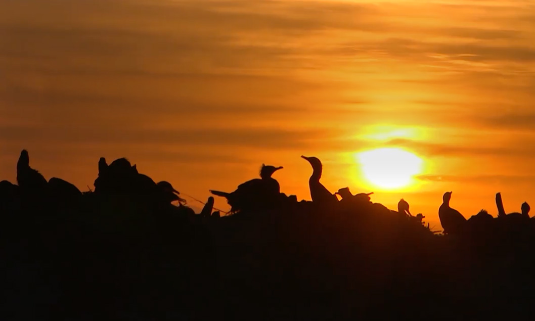 The PRC’s Role in the Regional Flyway Initiative